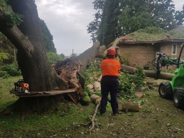 tree removal service Sydney by Statewide Tree Service