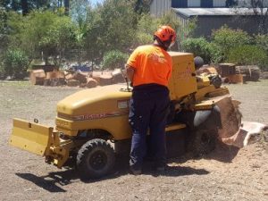 tree service Sydney by Statewide Tree Service