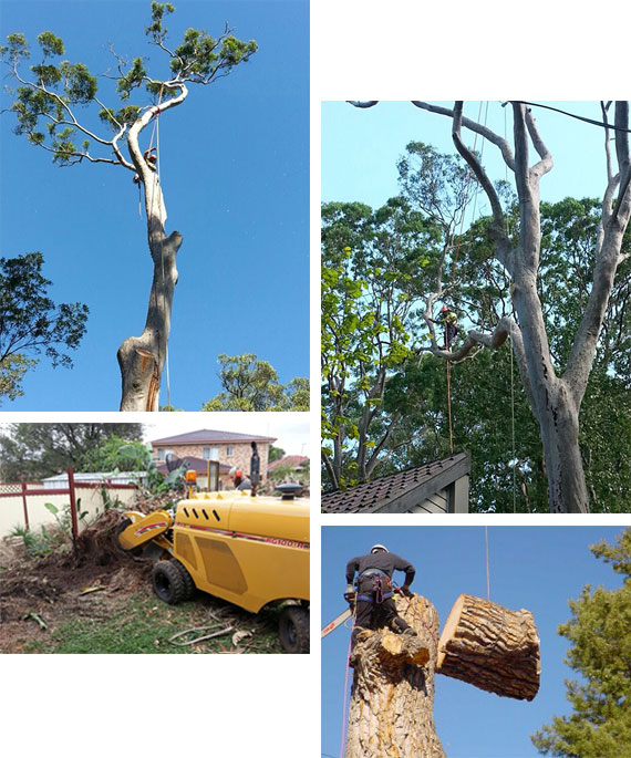 tree removal service Sydney by Statewide Tree Service
