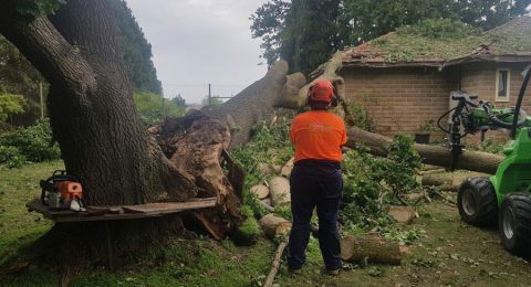 emergency tree services in Sydney by Statewide Tree Service