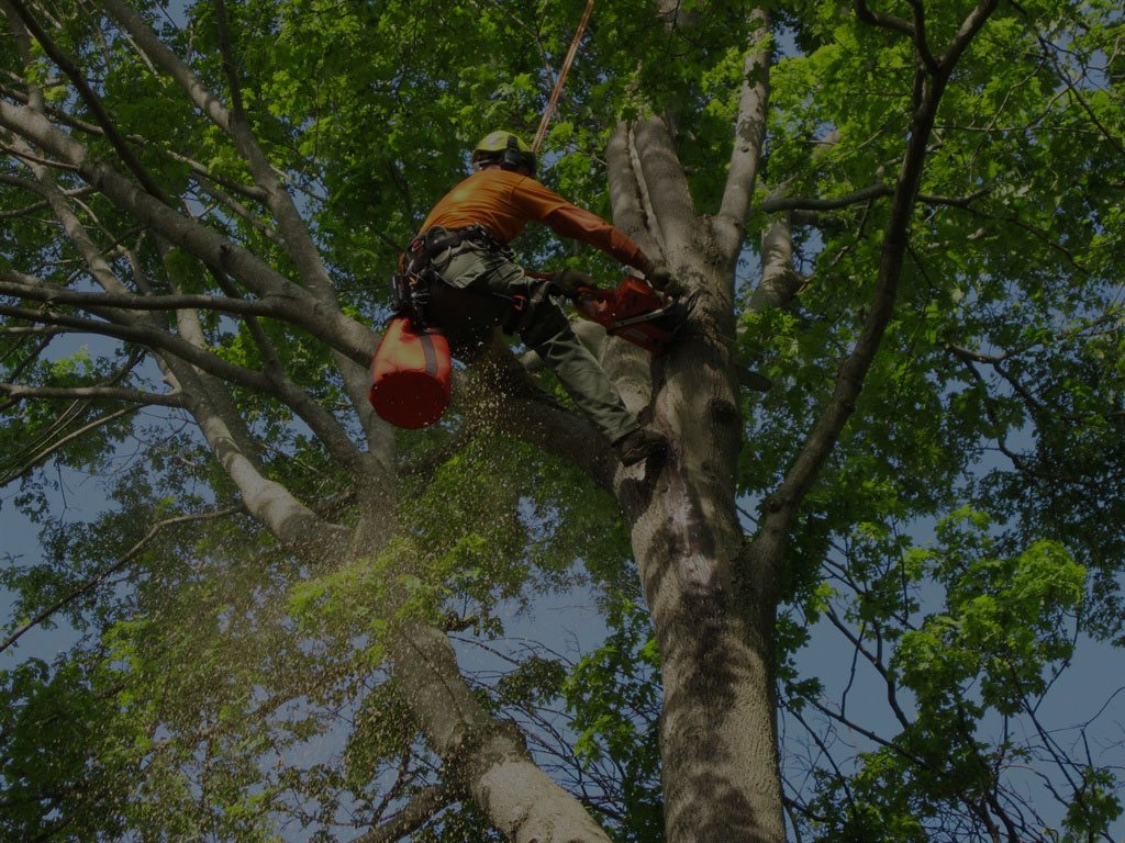 tree removal service Sydney by Statewide Tree Service