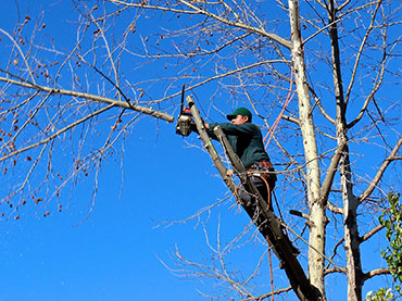 tree removal service Sydney by Statewide Tree Service